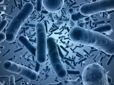 The same bacteria that cause gum disease also promotes heart disease