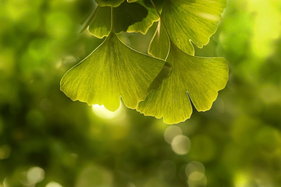 Ginkgo Biloba: Can it Promote Eye Health?