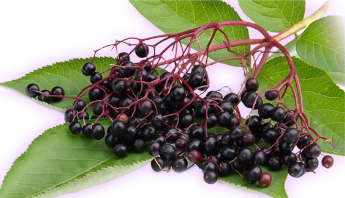 Elevate the Immune System with Elderberry