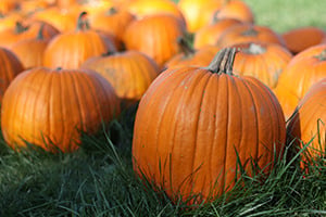 Pumpkin Power