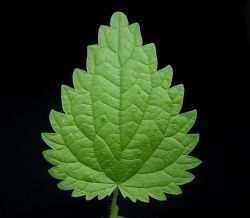 Singing the Praises of Stinging Nettle