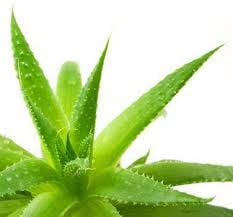 Aloe Vera - Beyond Sunburns