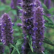 Licorice: Possibly the Hardest Working Herb