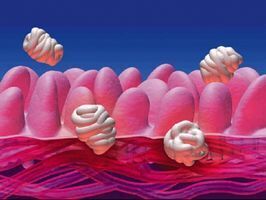 The Correlation Between Food and Joint Pain