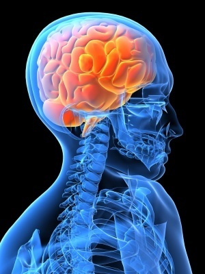 The Brain Autism and Immunity