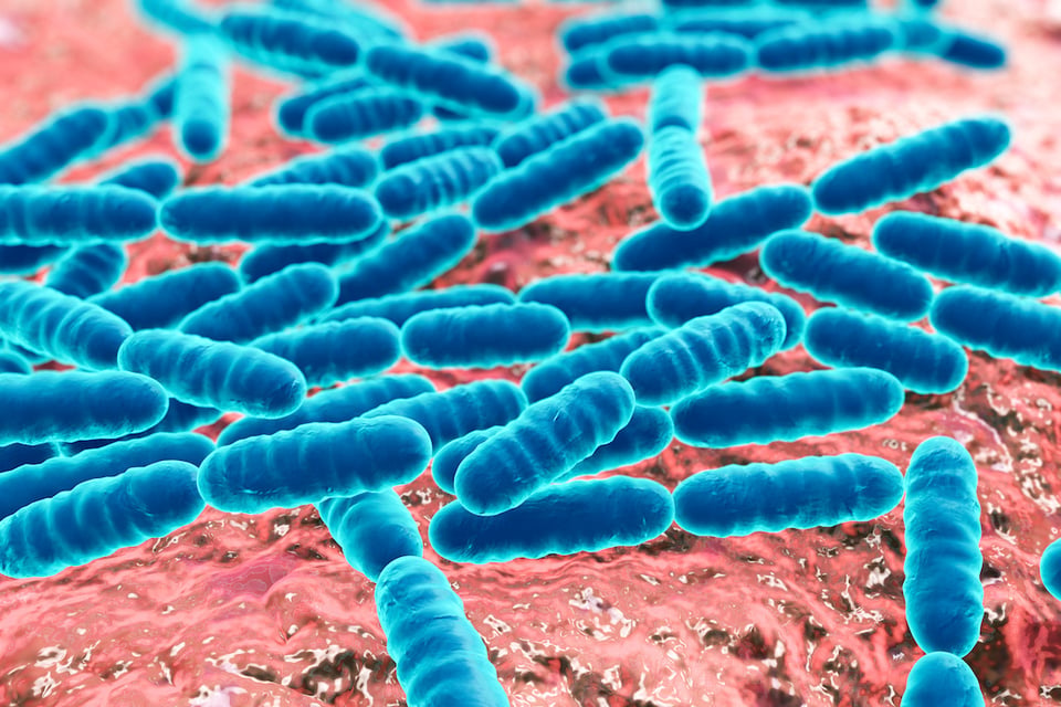 Vaginal Dysbiosis and the Supportive Role of Probiotics