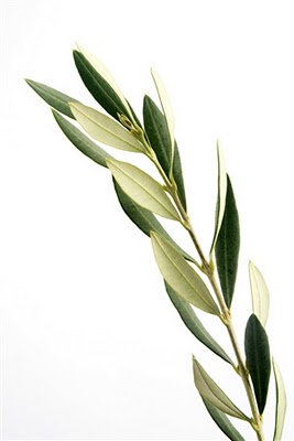 Olive Leaf: It was good enough for Noah.
