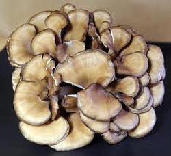 Maitake: The Dancing Mushroom