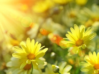 Sun Worshipping: the Health Benefits of Sunshine