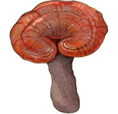 Reishi: the Mushroom of Kings