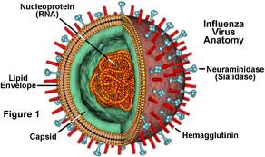 The Flu Vaccine is Not Enough
