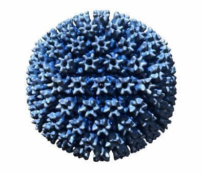 The Cytomegalovirus (aka CMV)