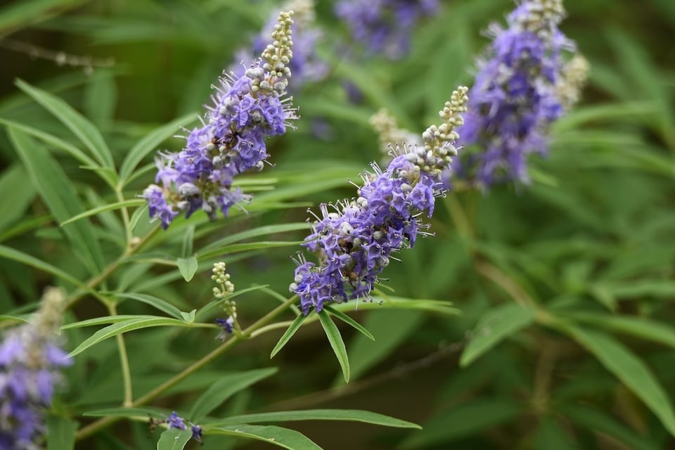 The Bioactive Properties of Chaste Tree (Vitex)