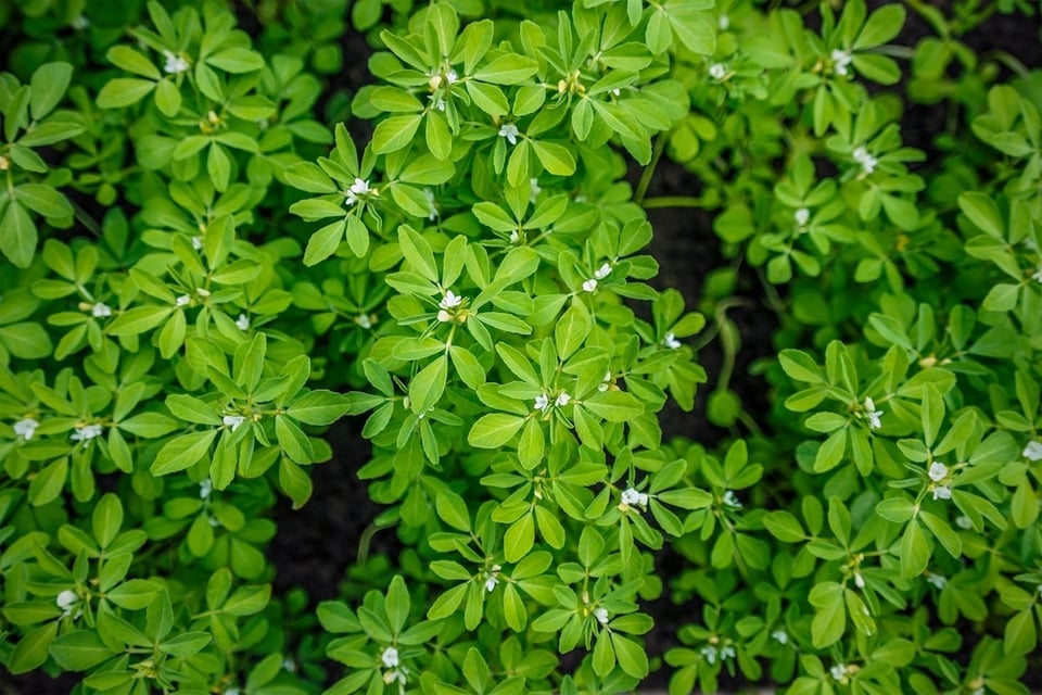 4 Surprising Botanicals to Promote Normal GLP-1 Production