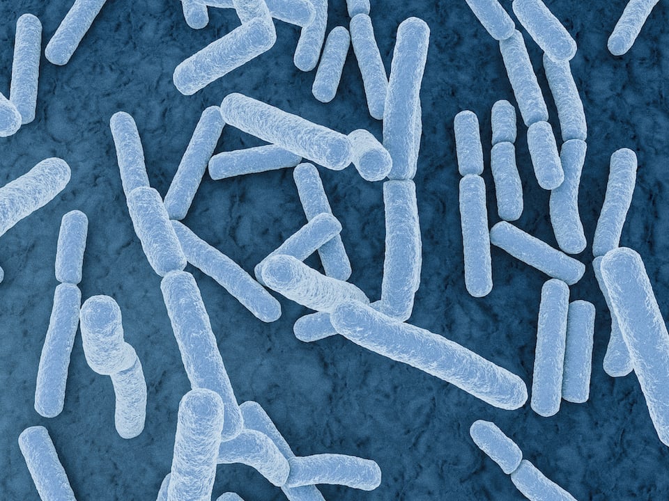 Supportive Role Probiotics Play on Gut-Brain Axis and Mood Health, According to Recent Review
