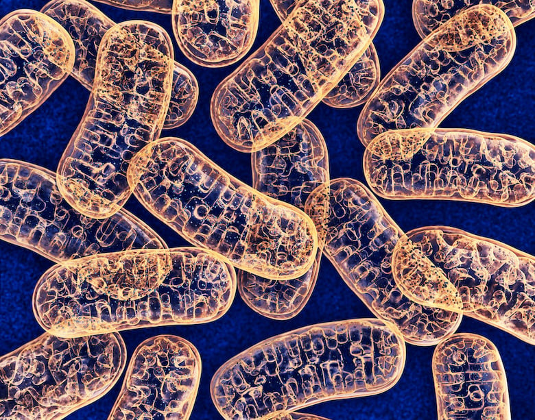 Recent Review Explores Relationship Between Certain Micronutrients and Mitochondrial Dysfunction in Neurodegeneration