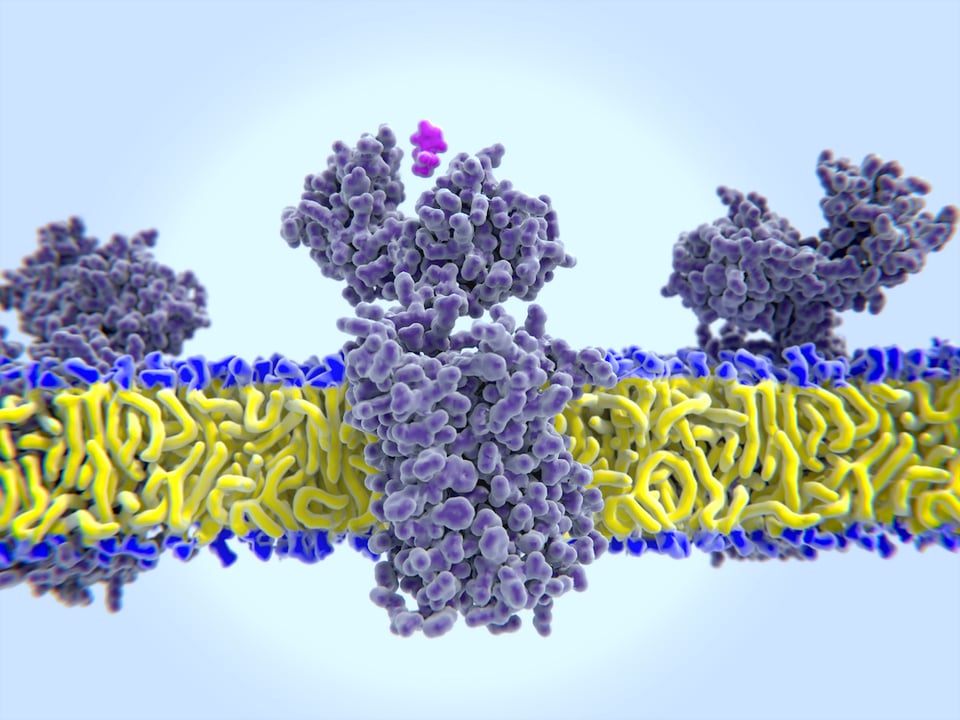The Relationship Between Histamine Intolerance and Gastrointestinal Health