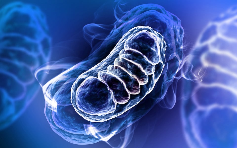 Resveratrol and Curcumin to Promote Mitochondrial Biogenesis