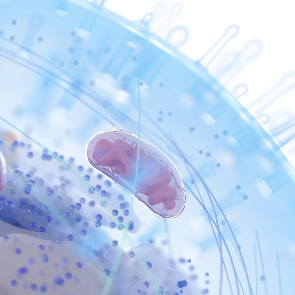 The Role of NAC in Detoxification Pathways