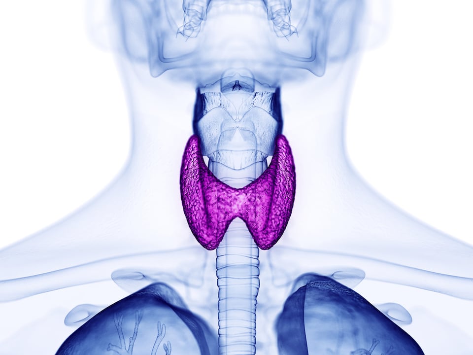 Pilot Study Explores Immunomodulatory Actions of Selenium and Vitamin D for Thyroid Health