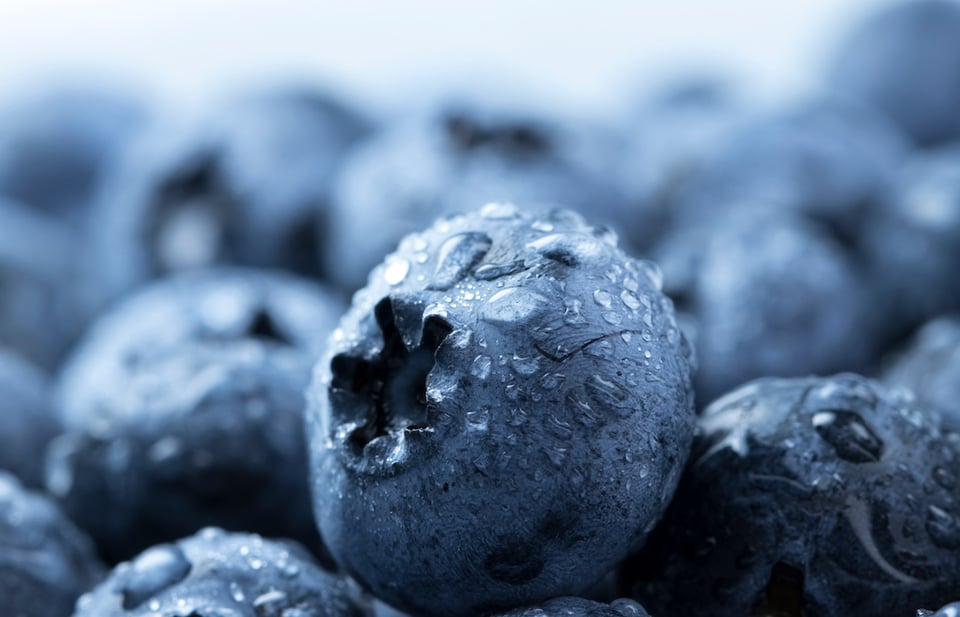 Blueberry as a Prebiotic to Support the Gut Microbiome