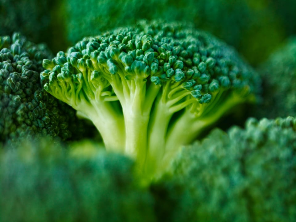 Research Review: Broccoli for Supporting Gut Microbial Health