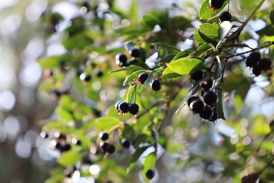 Recent Review Investigates Eye Aging and Supporting Antioxidative Status