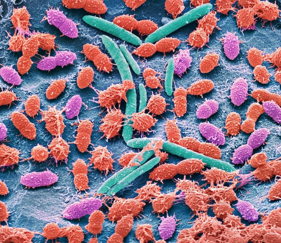 Recent Review Explores Potential Relationship Between Food Allergy and the Gut Microbiome