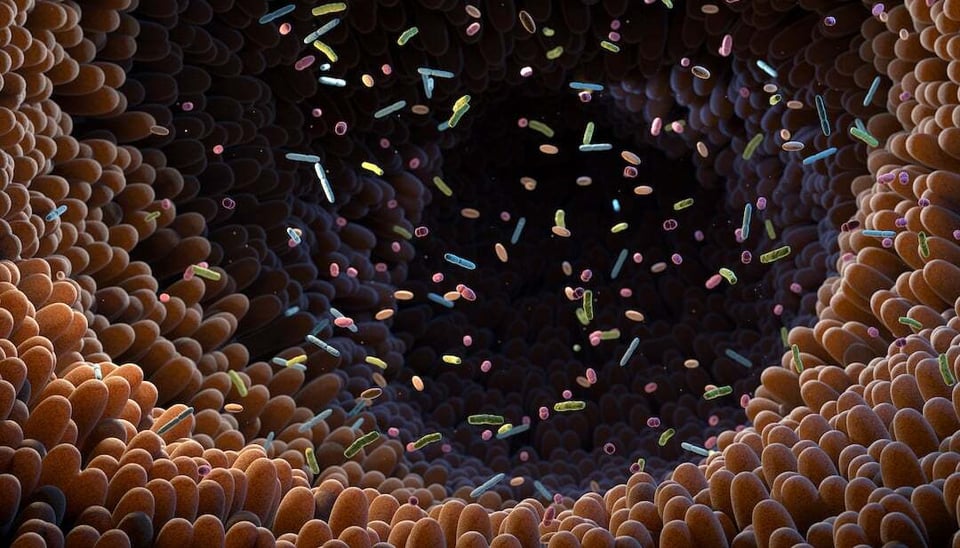 Recent Review Explores Relationship Between Gut Microbiome Integrity and Healthy Aging