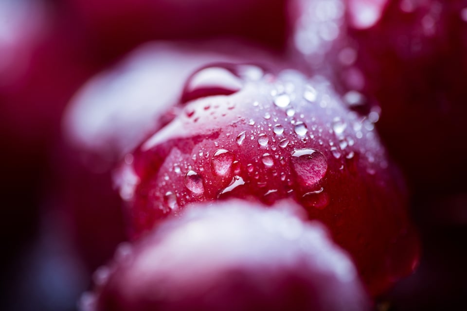 The Latest on Red Grape and Gut Microbial Health