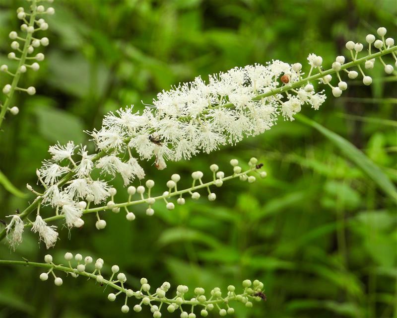 Black Cohosh: Promoting Women’s Health and Menopausal Comfort